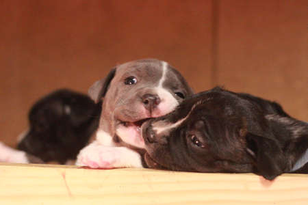 multiple multi-colored cute young small purebred Australian Staffordshire terrior pups resting and...