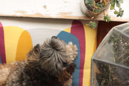 A small cute curly haired gray brown maltese poodle cross breed dog sitting and resting on it's...
