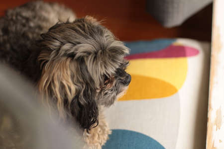 A small cute curly haired gray brown maltese poodle cross breed dog sitting and resting on it's...