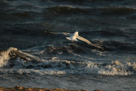 a lone seagull on the coast by the sea as the waves crash in at sunset on a summer day in coastal...