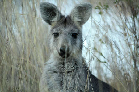 Mother Wallaby in the dry grass on a farm in Tamworth, Rural Australiaの写真素材