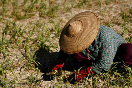 Thai woman bent over planting and picking on a local farm in rural Northern Thailand