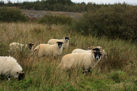 group of black headed woolly sheep grazing in open fields in the scottish highlands, united kingdomの写真素材