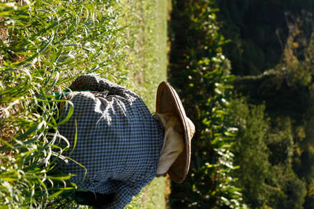 Thai woman bent over planting and picking on a local farm in rural Northern Thailandの写真素材