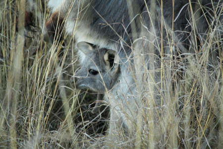 Mother Wallabie with it's baby Joey in it's pouch eating grass during a dry drought season on a farm in Tamworth, Rural Australiaの写真素材