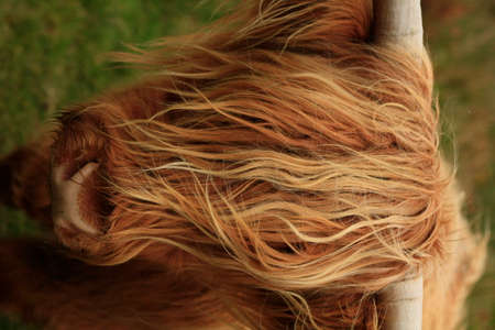 hairy long haired Highland cow eating grass in a green field in Scotlandの写真素材