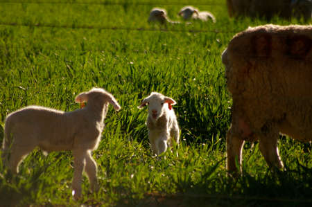 cute young lambs with their mother feeding on green grass fields on a farm in Rural New South Wales, Australiaの写真素材