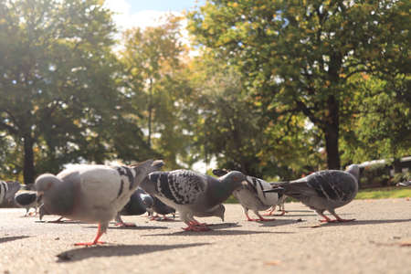 Close up to a flock of city pigeons eating seed from the ground in a inner city park area, Australiaの写真素材