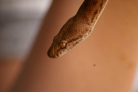 close-up detail of the face and body of a pet pygmy python being held by it's owner in a home in...