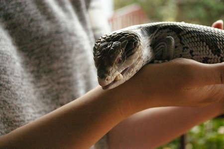 tame, captive, native blue-tongued lizard being held in the hands of it's owner in a home in rural Australiaの写真素材