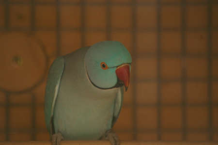pet Blue Ringneck Parakeet in it's cage in the backyard of a family home, rural Australiaの写真素材