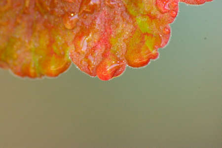 Close-up macro showing the intricate details of the veins and lines on native Australian Autumnal...