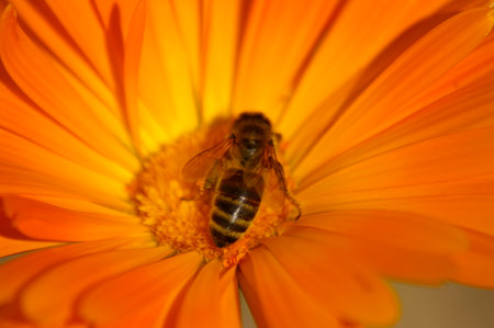 Macro of a yellow typical Honey Bee cross pollinating an orange flower in a rural garden, New South...
