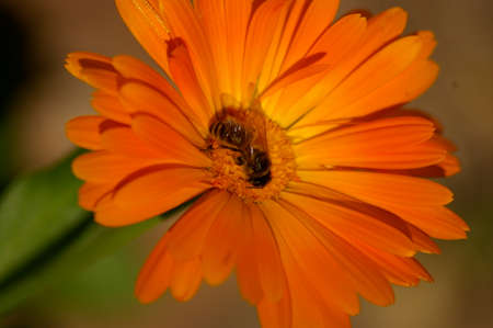Macro of a yellow typical Honey Bee cross pollinating an orange flower in a rural garden, New South Wales, Australiaの写真素材