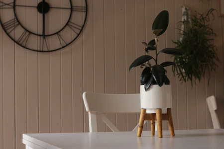 Large dark leafed resfreshing indoor plant greenery in a decorative ceramic pot, flourishing in a...