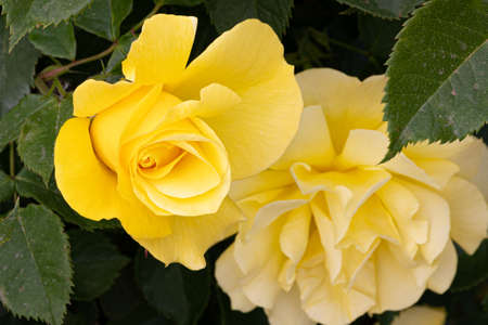 Yellow roses in the gardenの写真素材