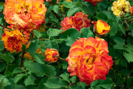 Original roses in two colors, yellow and orangeの写真素材