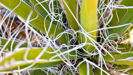 Yucca schidigera, also known as the Mojave Yucca found in the Mojave desert in California.