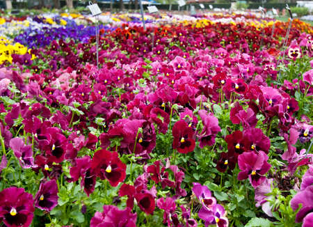 Multiple varieties of pansy flowers growing in flowerbedsの写真素材