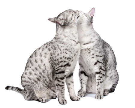 A pair of Egyptian Mau cats groom each other   White backgroundの写真素材