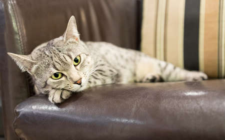 A comfortable Egyptian Mau cat relaxes on a leather chair   Shallow depth of field is focused on the...