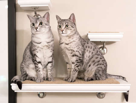 Two cute Egyptian Mau cats sitting on a shelf looking to the leftの写真素材