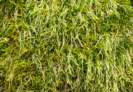 Detail view of a green mossの写真素材