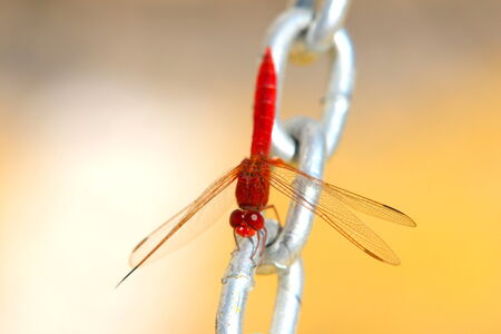 Red dragonfly on steel chainの写真素材