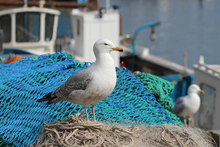 Seagull on Fishing nets. Scarborough U.K.の写真素材