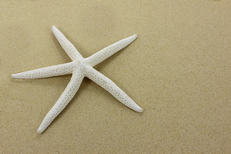 White starfish on a sandy beachの写真素材