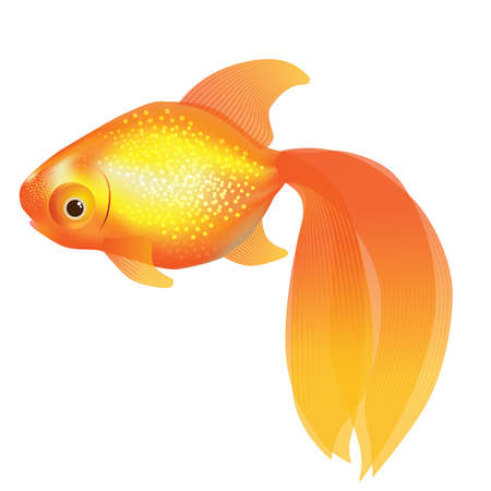  illustration of shiny goldfish のイラスト素材