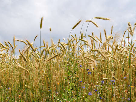 Ripe ear of the wheat on field at dull dayの写真素材