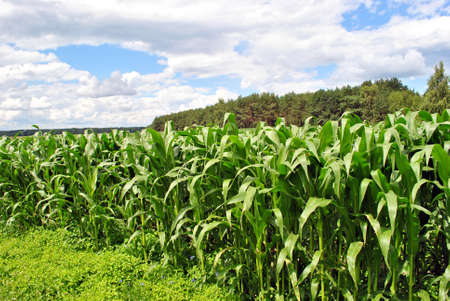 The Harvest of the corn on field.の写真素材