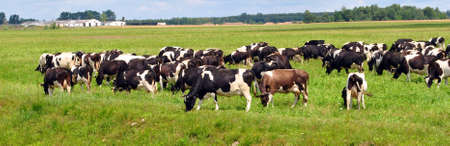 Herd cortex grazes on fieldの写真素材