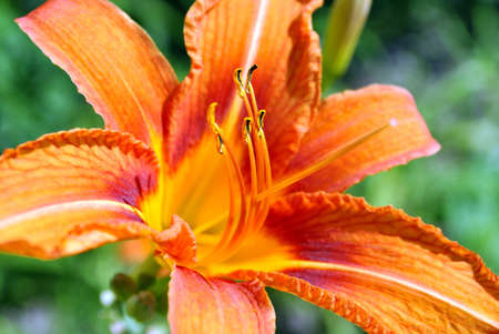 Flower Orange lily close-up. の写真素材