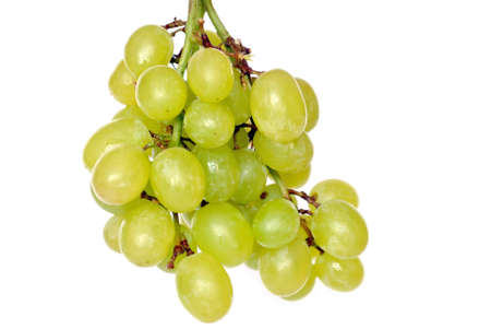 Branch of the sour grapes insulated on white background.の写真素材