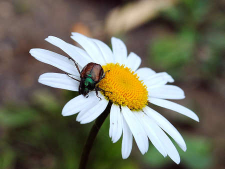 Bug sitting flower on meadow to daisywheel close-up.の写真素材