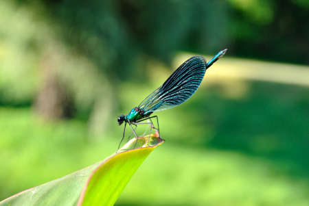 A close-up shot of a dragonfly on a branch in Summer day.の写真素材