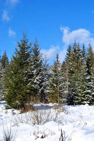 The Winter wood in snow on background blue sky.の写真素材