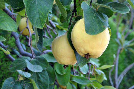 Fruits of fruit a quince on a branch on a treeの写真素材