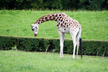 young giraffe has a juicy green grassの写真素材