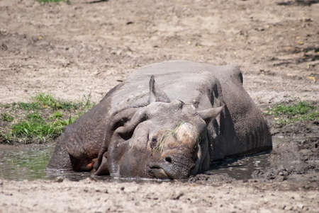 large adult rhino lying in water on a hot dayの写真素材