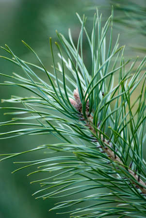 fir tree branch with green needles on green blurred backgroundの写真素材
