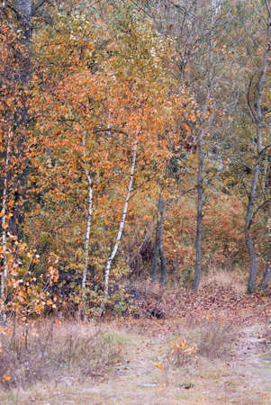 autumn deciduous forest. birch with faded yellow leavesの写真素材