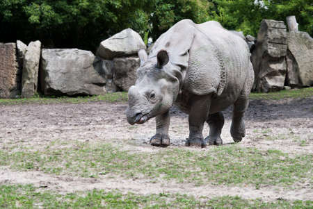 large gray rhino is in the Warsaw Zooの写真素材