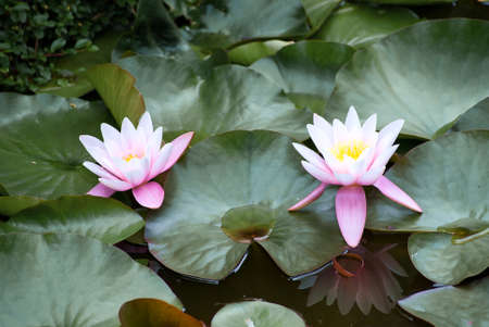 lotus flowers on the water in the pondの写真素材