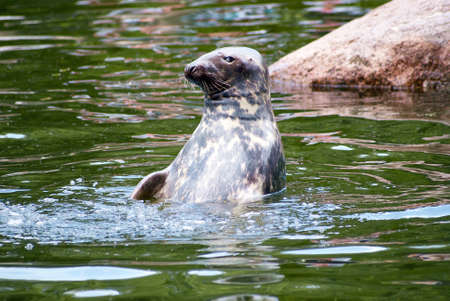 head sea lion peeking out of the waterの写真素材