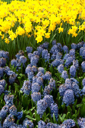 different flowering plants in the park flowersの写真素材