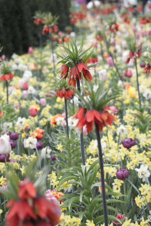 Different colors in the park flowers in Hollandの写真素材