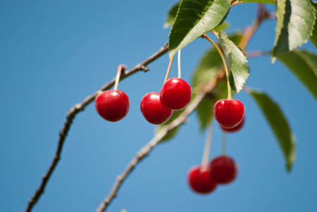 branch of ripe cherries on the treeの写真素材